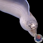 Pseudechidna brummeri „Weisser Geistermuräne“