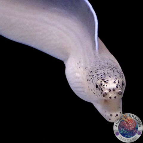 Pseudechidna brummeri „Weisser Geistermuräne“