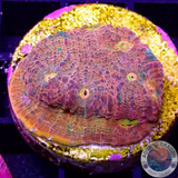Echinophyllia spp. „Mimo“ WYSIWYG