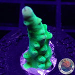 Acropora austera “Radioactive” AD Special