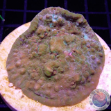 Echinophyllia spp. „Sky & Sand Bounce“ WYSIWYG