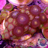 Krustenanemonen „Rasta Nipple“