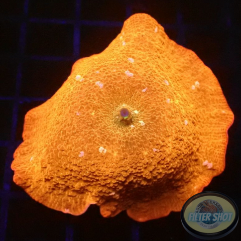 Discosoma spp. “Disco Dotty” AD Special