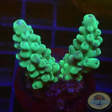 Acropora spp. „Smooth Horn“ WYSIWYG