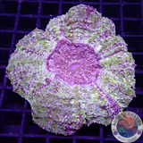 Acanthophyllia deshayesiana „Yucatan“ WYSIWYG