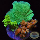 Montipora spp. „Monti Club“ WYSIWYG „AD Special“