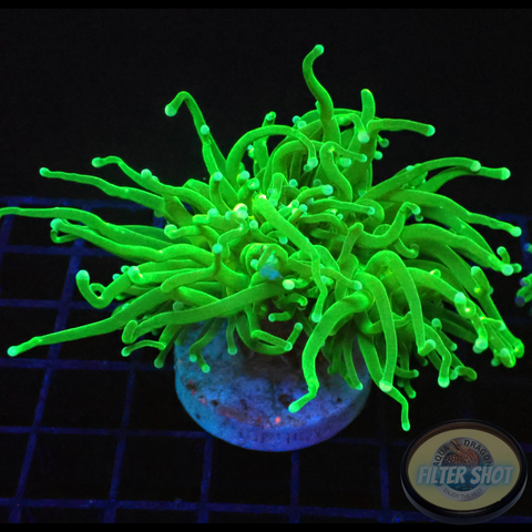 Euphyllia glabrescens „Grinch“ WYSIWYG