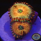 Krustenanemonen „Seduction“ WYSIWYG „AD Special“