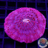 Fungia spp. „Flamingo“ WYSIWYG