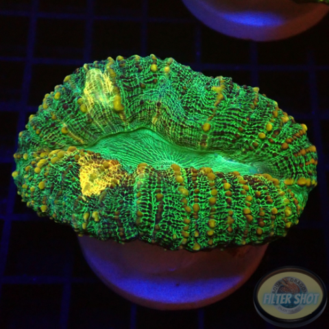 Lobophyllia spp. „Gold Spill“ WYSIWYG „AD Special“