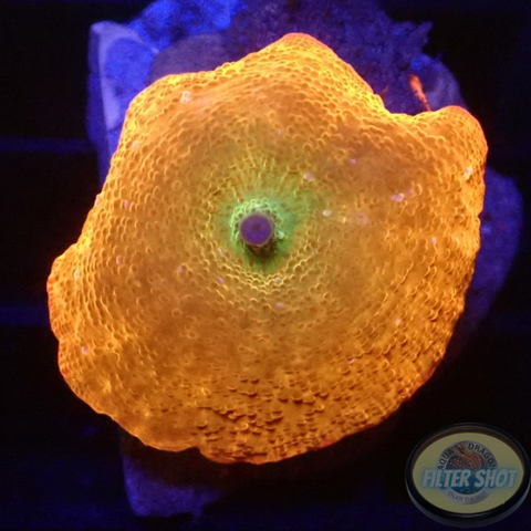 Discosoma spp. “I.M”