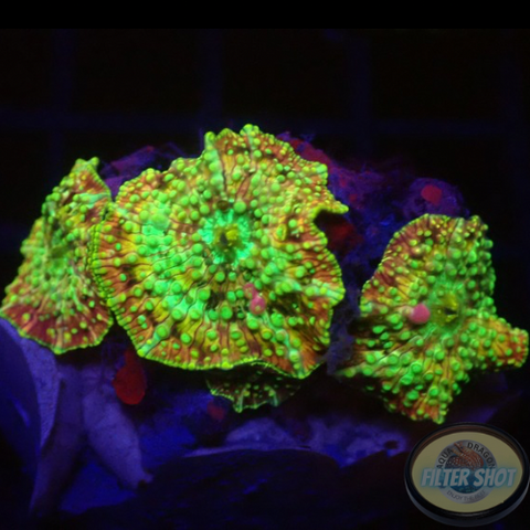 Discosoma spp. “Sugar Crush” WYSIWYG “AD Special”
