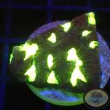 Favia spp. „Toxic Heart“