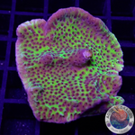 Montipora confusa WYSIWYG