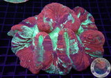 Trachyphyllia spp. „Dracula“ WYSIWYG