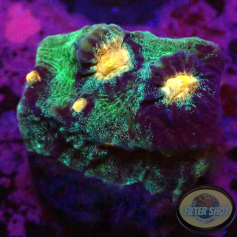 Echinophyllia spp. „Raja Rampage“ WYSIWYG