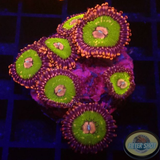 Krustenanemonen „Pink Krakatoa“ WYSIWYG