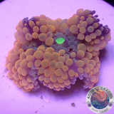 Ricordea florida „Shyne“ WYSIWYG „AD Special“