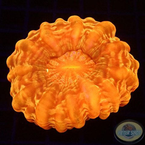 Cynarina lacrymalis „Orange Cushion“ WYSIWYG