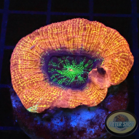Homophyllia bowerbanki „Morpheus“ WYSIWYG „AD Special“