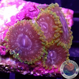 Krustenanemonen „Acid Reflux“ AD Special