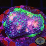 Echinophyllia spp. „Pinked Eye“ WYSIWYG „AD Special“