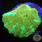 Discosoma spp. „Painted Jaw“