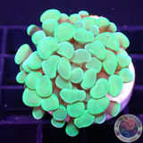 Euphyllia baliensis „Froggy“ WYSIWYG
