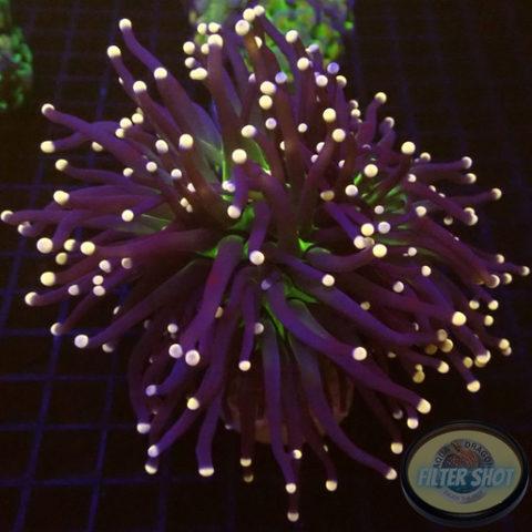 Euphyllia cristata „Triple Joker“ WYSIWYG