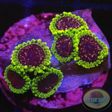 Krustenanemonen „Thermosphere“ WYSIWYG „AD Special“