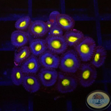 Krustenanemonen „AOI“ WYSIWYG „AD Special“