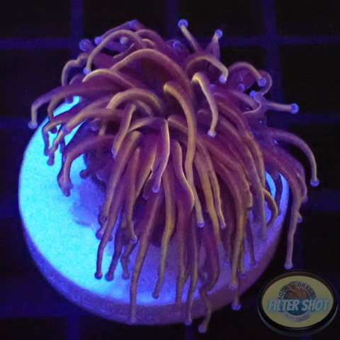Euphyllia glabrescens „Goldy“ WYSIWYG „AD Special“