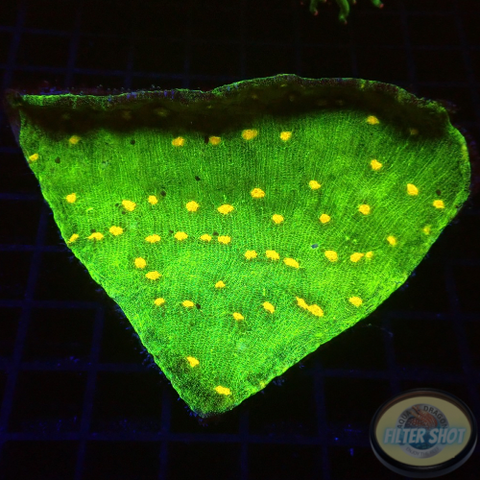 Echinophyllia spp. „Space Invader“ WYSIWYG