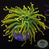 Euphyllia glabrescens „Tribal Adventure” WYSIWYG