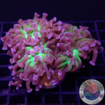 Euphyllia paraancora “Sticky Fingers” WYSIWYG