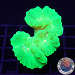 Caulastraea spp. „Kryptonite“