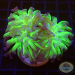 Eiphyllia paraancora „Sticky Fingers“ AD Special