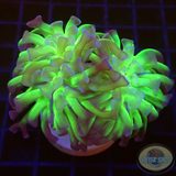 Eiphyllia paraancora „Sticky Fingers“ AD Special