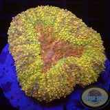 Lobophyllia spp. „Caramel Mouth“ WYSIWYG „AD Special“