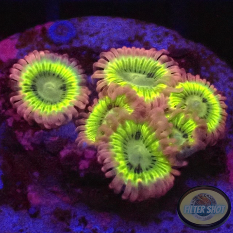 Krustenanemonen „Lemon Heads“ AD Special