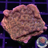 Montipora spp. „Sunset“ AD Special
