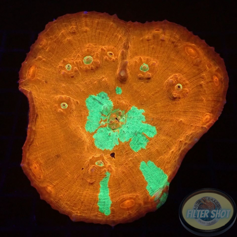 Oxypora spp. „WWZ“ WYSIWYG