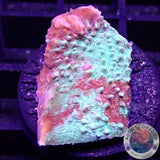 Echinophyllia spp. „Murder Case“ WYSIWYG „AD Special“