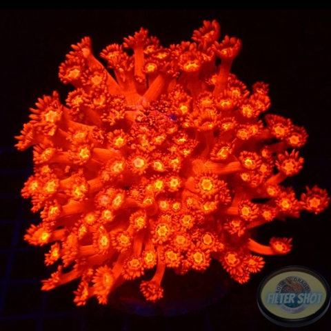 Goniopora spp. „Red Rose“ WYSIWYG