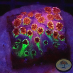 Cyphastrea spp. „Rainbow Skittles“ WYSIWYG „AD Special“