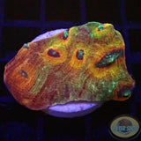 Echinophyllia spp. „Saturn Ring“