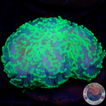 Euphyllia ancora „Glow Hammer“ WYSIWYG „AD Special“