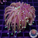 Euphyllia glabrescens “Hellfire” WYSIWYG