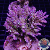 Acropora nana „Star“ WYSIWYG „AD Special“