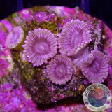 Krustenanemonen „Hot Kush“ AD Special